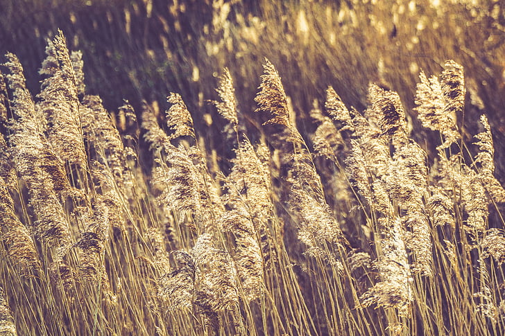 自然, 小麦, 字段, 粮食, 草, 收获, 摇摆