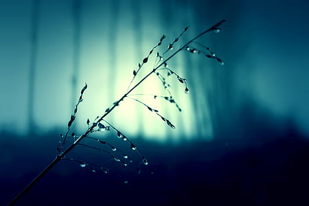 branch, drops of water, rain, raindrops, rainy