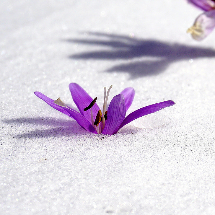 winter flower, snow, botany, flowering, nature