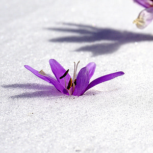 flor de invierno, nieve, Botánica, floración, naturaleza