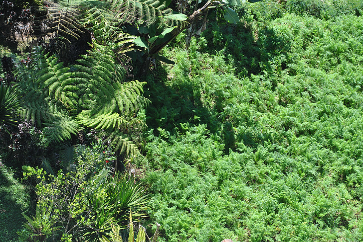 植物, 自然, バリ島