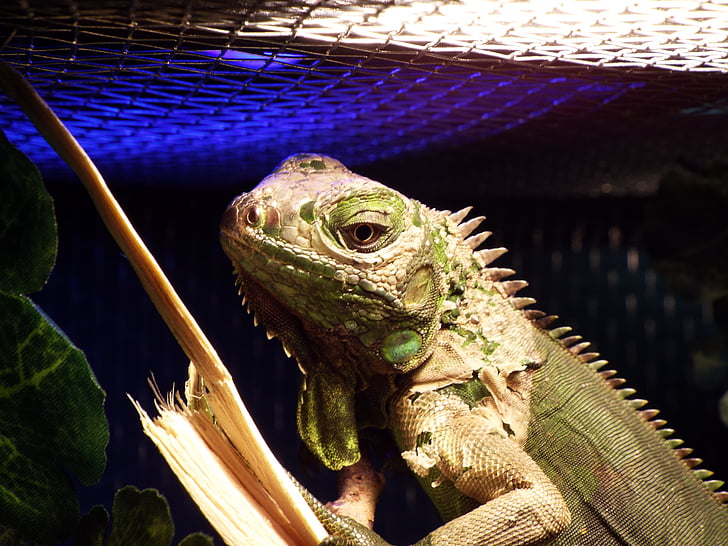 Iguana verda, rèptil, captivitat