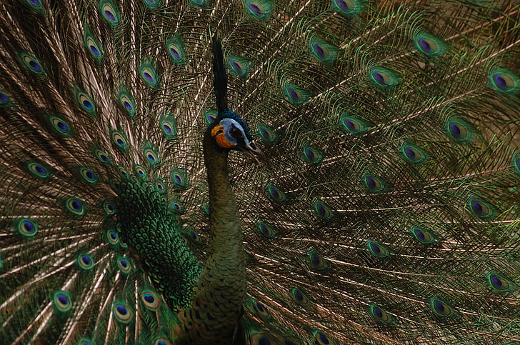 animal, bird, peacock