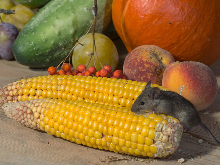 peles, savvaļā, kukurūza, nager, dzīvnieku portrets, dārzeņi