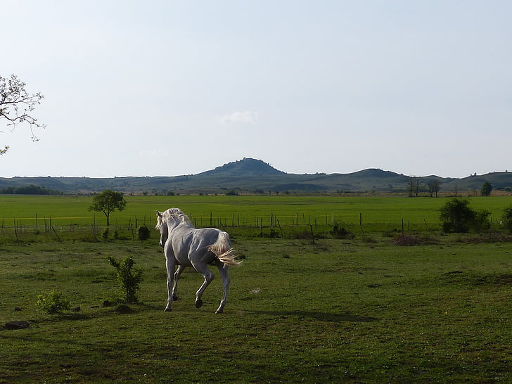 gray, horse, gallop, white, meadow, field, green