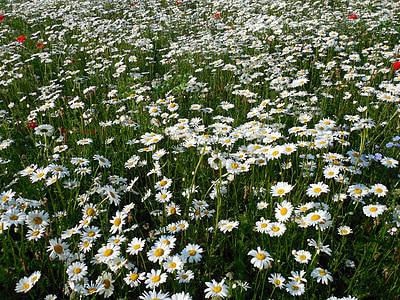 koiranputkea, Leucanthemum, kukat, kesällä, komposiitit, valkoinen, blütenmeer