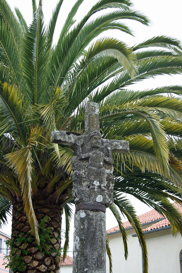 Jakobsweg, Melide, Spanien, palmetræ, træ