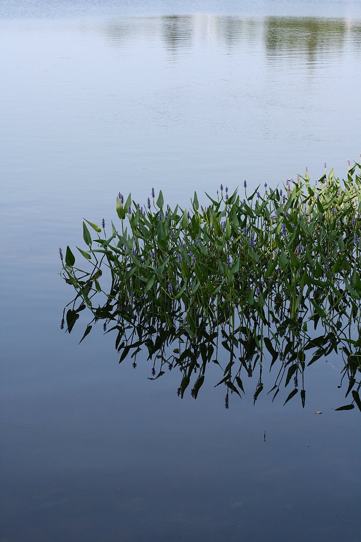 rybník, jezero, listy, reflexe, zelená, přírodní, modrá