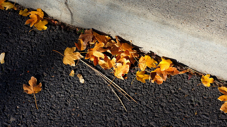 leaves, blacktop, curb, asphalt, road, autumn, leaf