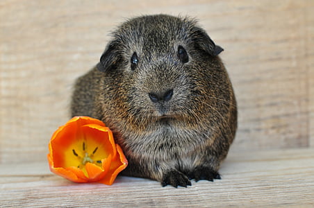 gray agouti, guinea pig, smooth hair, young animal, nager, rodent, animal