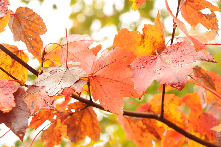 őszi, ősz, levelek, új-Anglia, New Hampshire-ben, fák, természet