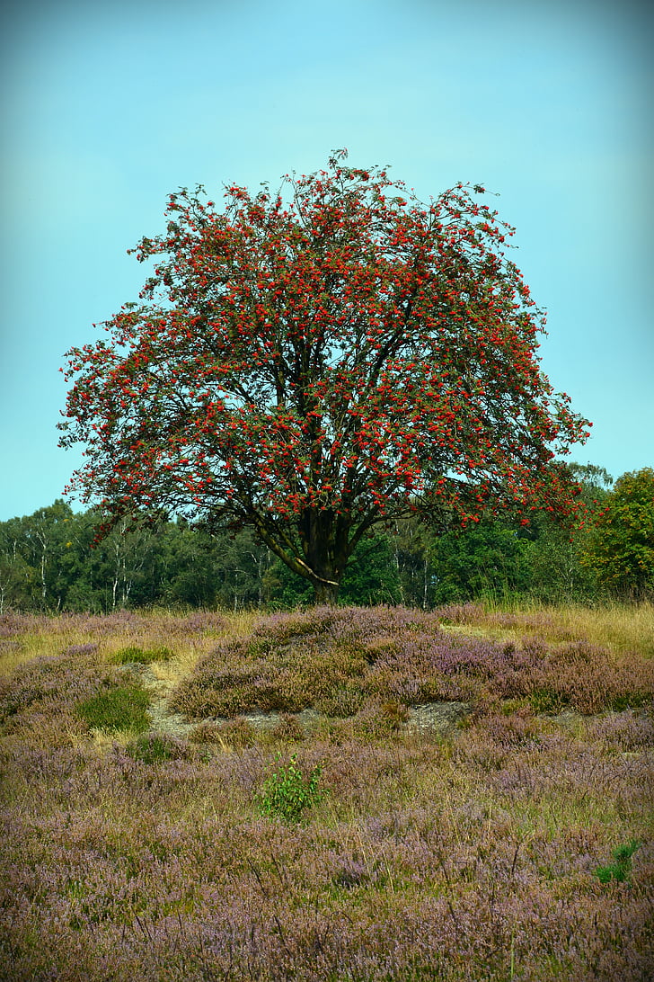 Heide, doğa, Heather, Lüneburg heath, doğa rezerv, tezgah, iz