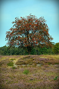 Heide, φύση, ερείκη, Lüneburg heath, φύση αποθεματικό, πάγκος, μονοπάτι