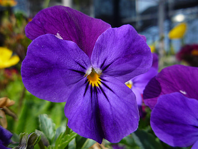 viola, flor, púrpura, macro, jardín, naturaleza, planta