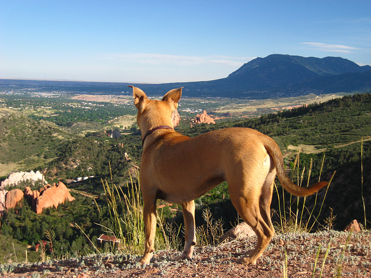 con chó, dãy núi, Vista, đi bộ đường dài