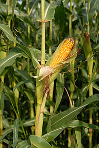 Kukuřičný klas, kukuřice, obiloviny