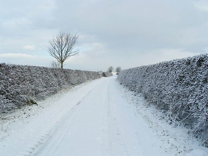 snow, lane, road, landscape, winter, cold, white