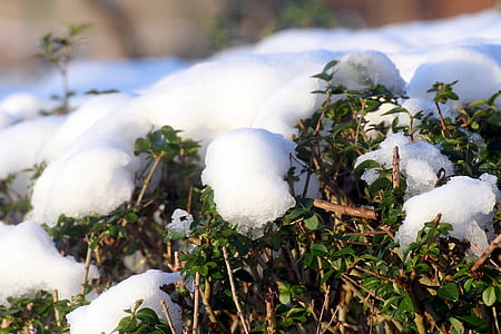 snow, privet hedge, thaw, winter, periwinkle, snow cover, white