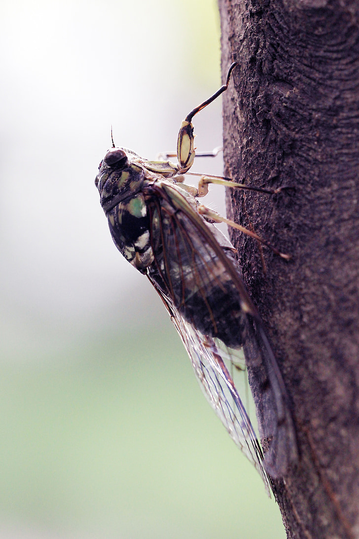 summer, cicada, insects