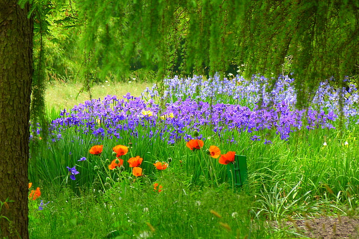 flower meadow, poppy, red, plant, bloom, grasses, idyll