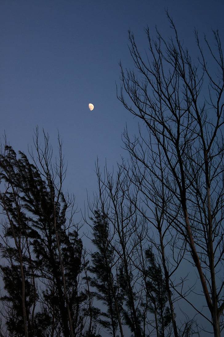 night, silhouette, trees, moon, sky, dusk, evening