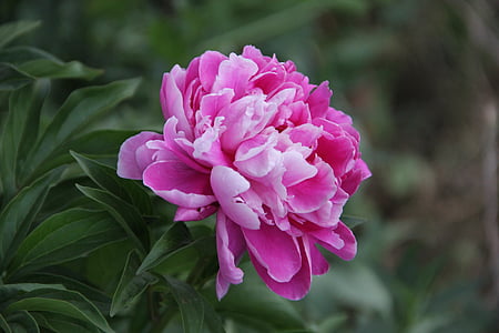 flor, natura, Peònia Rosa, planta, color rosa, pètal, close-up