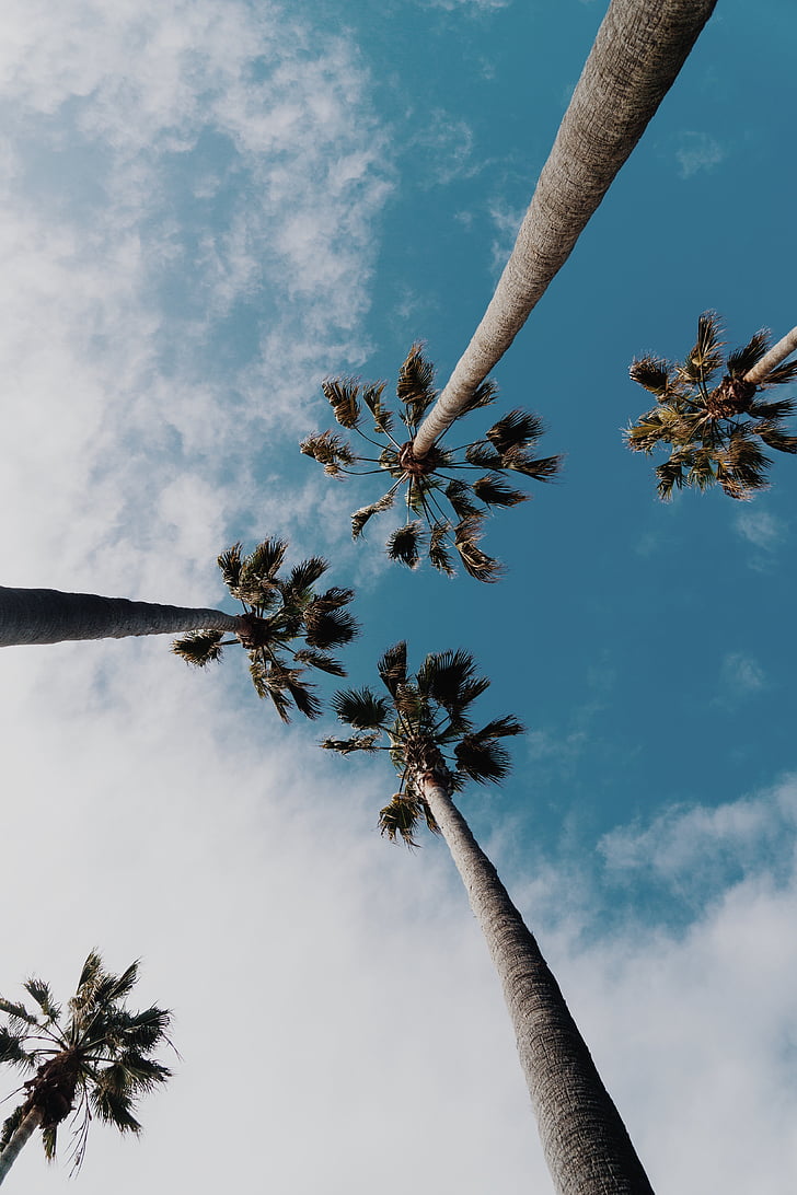 palmboom, tropische, hemel, varenblad, zomertijd, boom, Cloud - sky