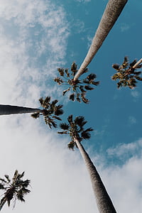 palm tree, tropical, sky, frond, summer time, tree, cloud - sky