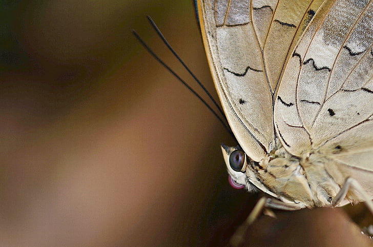 Motyl, zwierząt, skrzydło, owad, motyle, Natura, brązowy
