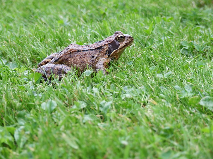 frog, grass, summer, meadow, lawn, garden, water