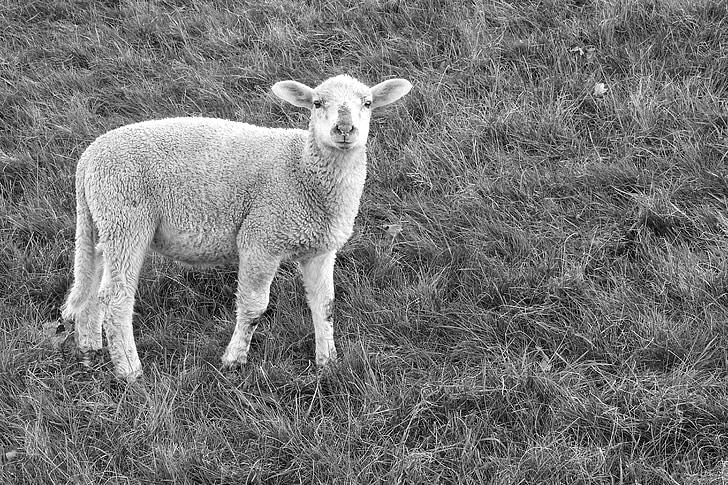 janje, ovce, pašnjak, vuna, proljeće, mlade životinje, crno i bijelo