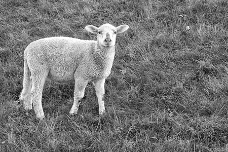 lamm, fåren, betesmark, ull, våren, unga djur, svart och vitt