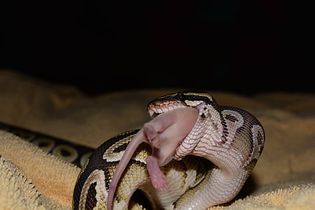 constrictor, Python, cobra, animal, comer, rato, completo