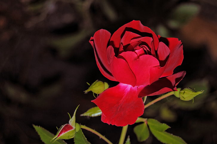 Rosa, flor, flor, vermell, rosa vermella, flors roses, roses de jardí