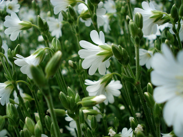 білі квіти, Малі квіти, трава, квітучими, Весняні квіти, цвітіння, Красивий