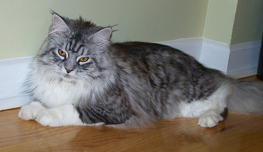 gatto di Coon della Maine, felino, alla ricerca, carina, reclinabili, nazionali, curioso