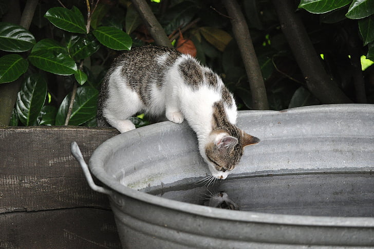 котка, вода, Отразявайки, напитка, коте, животните, огледален образ