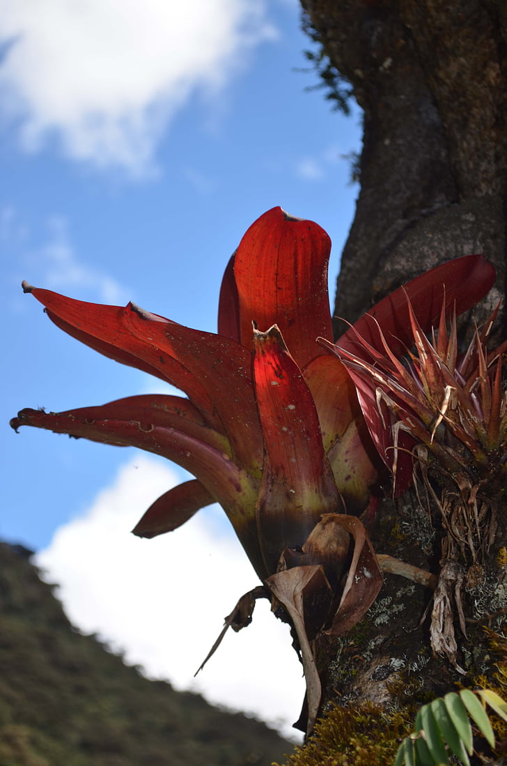 Bromelia, bromeliaceae, ορεινά δάση, Περού βιοποικιλότητας, Περουβιανός Αμαζόνιος βιοποικιλότητας