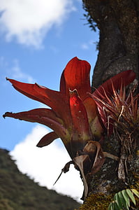Bromélie, Bromeliaceae, vysokohorského lesa, Peruánský biodiverzity, biologická rozmanitost peruánské Amazonie