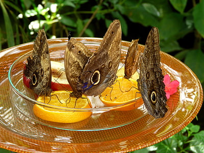 Πεταλούδες, Mainau, σπίτι πεταλούδων, πορτοκαλί, satyrinae, καστανά μάτια