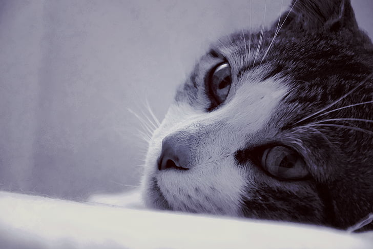 adorable, animal, Photographie animalière, en noir et blanc, flou, chat, gros plan