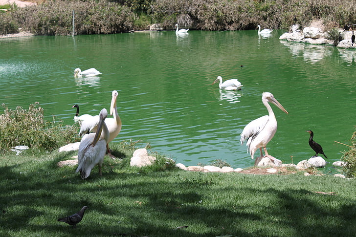 Pelican, pájaro, animal, pájaro del agua, gran pelícano blanco, Este pelícano blanco, pelícano blanco