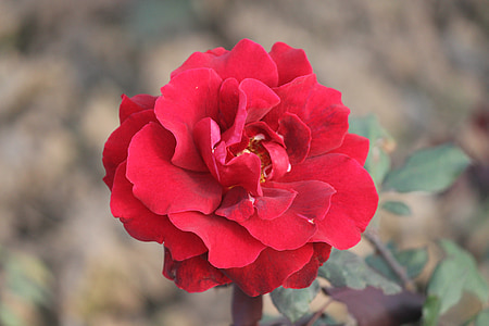 kvety, Chandigarh, ruže, Festival, Príroda, India, Záhrada