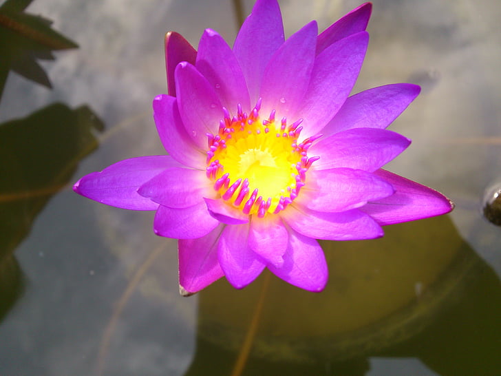 purple, lily, purple flower, flower, water lily water, beautiful, water lily