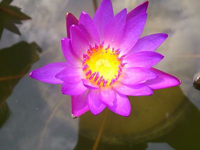 púrpura, lirio, flor morada, flor, agua de lirio de agua, hermosa, lirio de agua