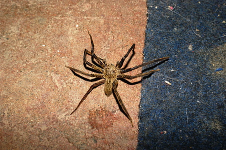 natuur, Saoedi-Arabië, Risaralda, Colombia, spin, Arachnid, dier