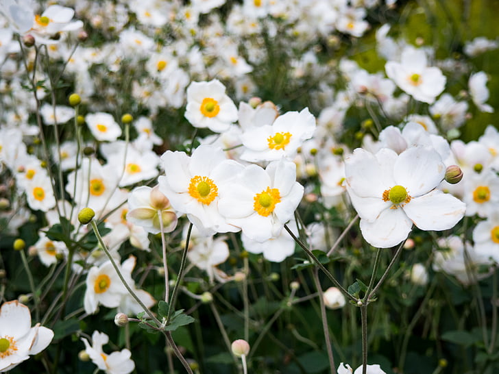 biały, petaled, kwiat, kwiaty, ogród, Natura, rośliny