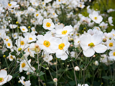 bijeli, petaled, cvijet, cvijeće, vrt, priroda, biljke
