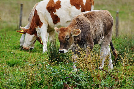 vacas, Allgäu, bonito, ruminantes, gado leiteiro, pasto, animal