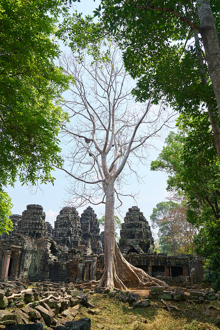 árbol, naturaleza, planta, grandes, antiguo, Camboya, Angkor wat